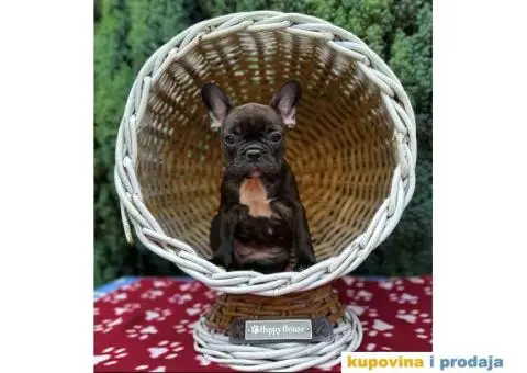 U ponudi francuski buldog star 2,5 m - 8/10