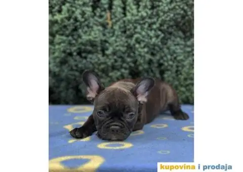 U ponudi francuski buldog star 2,5 m - 9/10