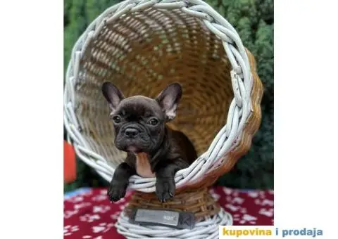 U ponudi francuski buldog star 2,5 m - 10/10