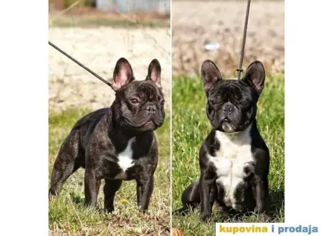 Francuski Buldog - 1/8