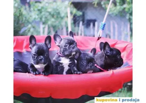 Francuski Buldog - 2/8