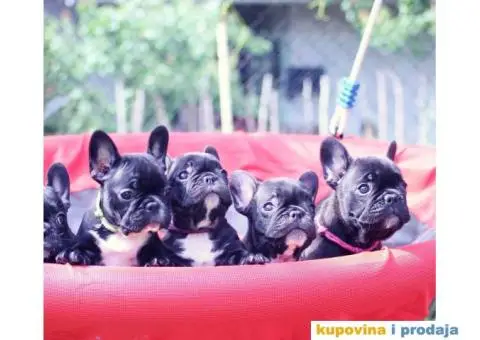 Francuski Buldog - 3/8