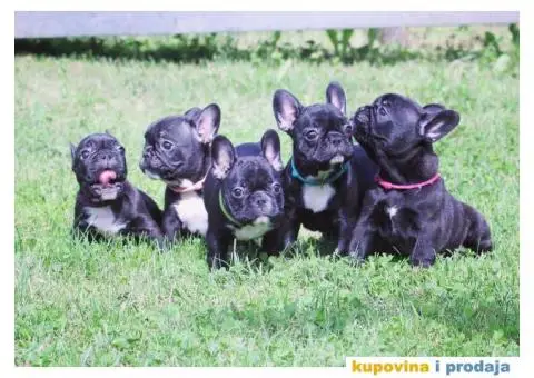 Francuski Buldog - 4/8