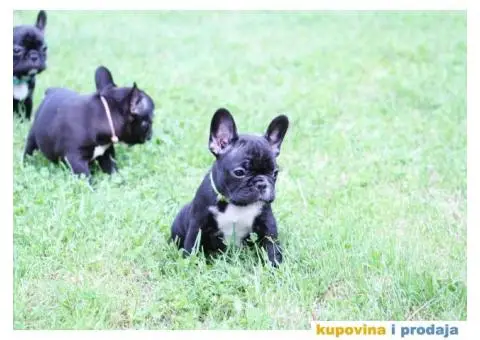 Francuski Buldog - 5/8