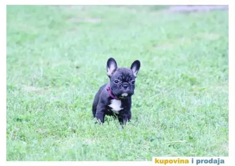 Francuski Buldog - 6/8