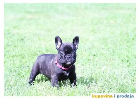 Francuski Buldog - 7/8