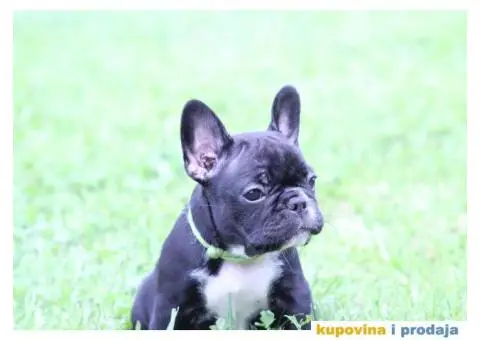 Francuski Buldog - 8/8