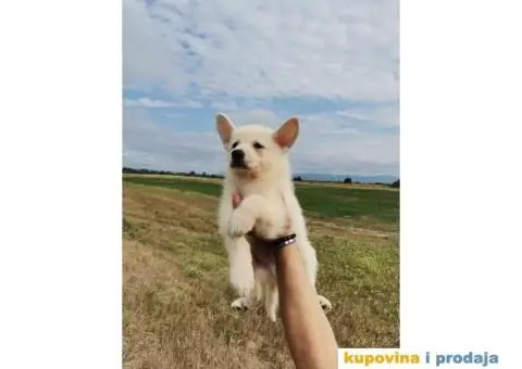 Beli švajcarski ovčar - 2/5