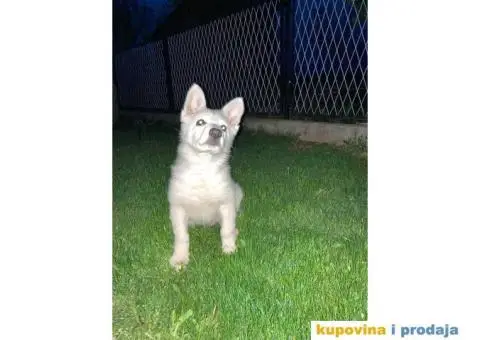 Beli švajcarski ovčar - 3/5