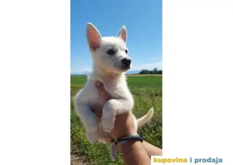 Beli švajcarski ovčar - 4/5