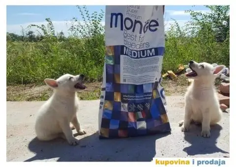 Beli švajcarski ovčar - 5/5