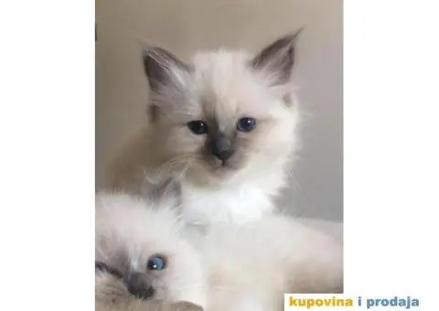 Prelepi, čistokrvni macići Sveta Birma traže svoje domove!