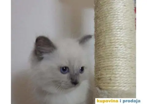 Prelepi, čistokrvni macići Sveta Birma traže svoje domove! - 2/2