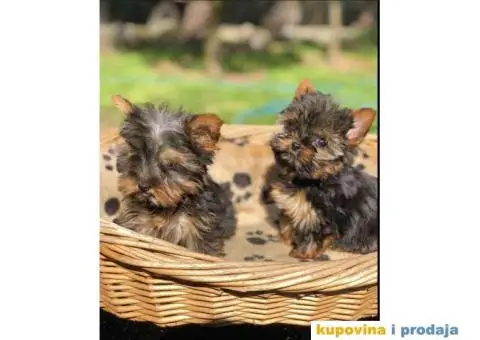 Mini Joksirski terijeri spremni za preuzimanje - 1/4