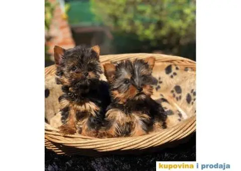 Mini Joksirski terijeri spremni za preuzimanje - 3/4