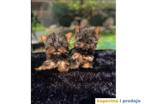 Mini Joksirski terijeri spremni za preuzimanje - 4/4