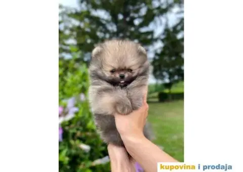POMERANCI  vrhunskog kvaliteta sa odličnim pedigreom - 1/5