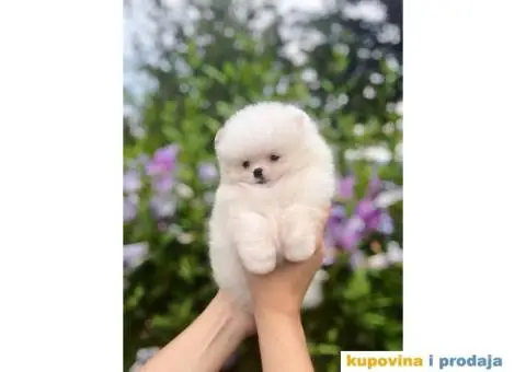 POMERANCI  vrhunskog kvaliteta sa odličnim pedigreom - 2/5