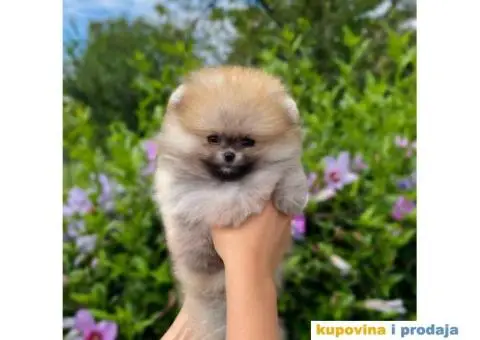 POMERANCI  vrhunskog kvaliteta sa odličnim pedigreom - 3/5