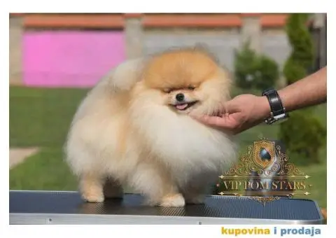 POMERANCI  vrhunskog kvaliteta sa odličnim pedigreom - 4/5