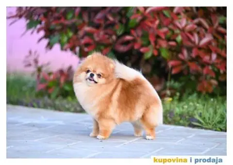 POMERANCI  vrhunskog kvaliteta sa odličnim pedigreom - 5/5