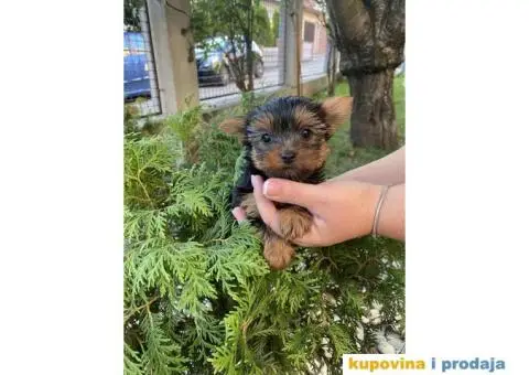 Jorki terijer stenci - 1/3