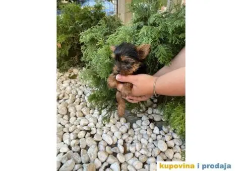 Jorki terijer stenci - 2/3