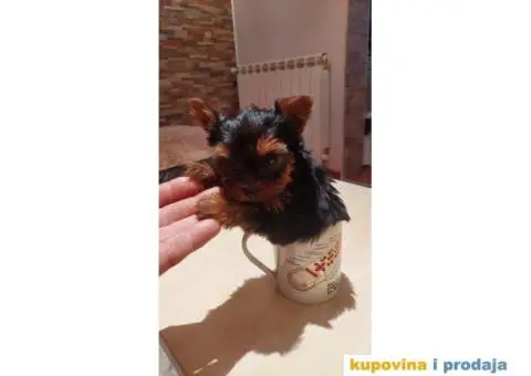 Jorki terijer stenci - 3/3