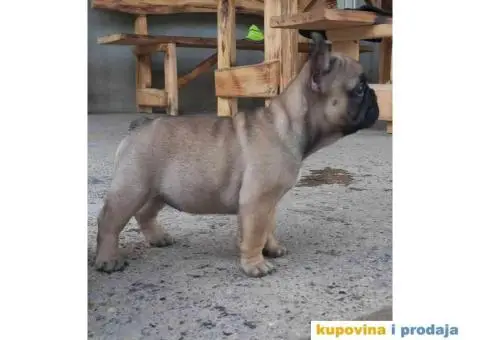 Štenci FRANCUSKOG BULDOGA  spremni za preuzimanje - 2/8