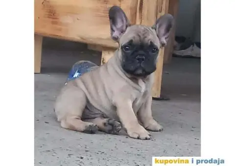 Štenci FRANCUSKOG BULDOGA  spremni za preuzimanje - 3/8