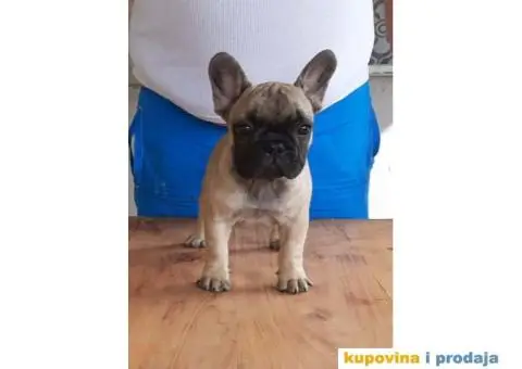 Štenci FRANCUSKOG BULDOGA  spremni za preuzimanje - 4/8