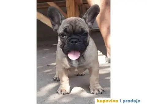 Štenci FRANCUSKOG BULDOGA  spremni za preuzimanje - 5/8