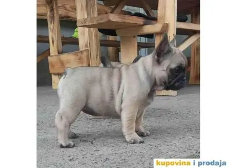 Štenci FRANCUSKOG BULDOGA  spremni za preuzimanje - 6/8