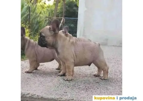 Štenci FRANCUSKOG BULDOGA  spremni za preuzimanje - 7/8