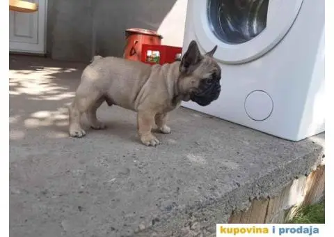 Štenci FRANCUSKOG BULDOGA  spremni za preuzimanje - 8/8