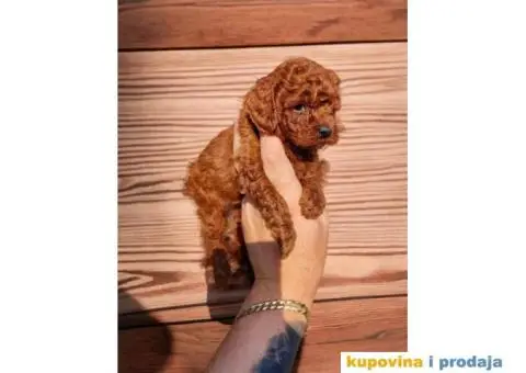 Crvene TOY PUDLE,   spremne za preuzimanje - 1/4