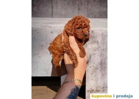 Crvene TOY PUDLE,   spremne za preuzimanje - 4/4