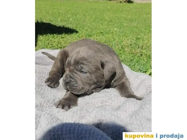 Cane Corso štenci - 1