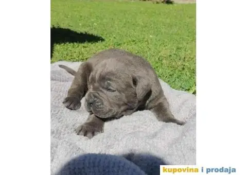 Cane Corso štenci - 1/9