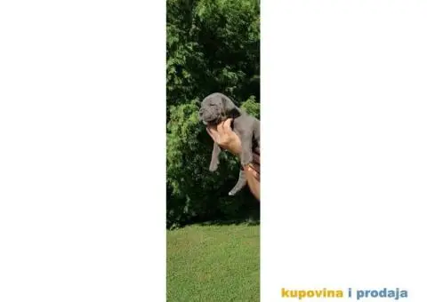 Cane Corso štenci - 2/9