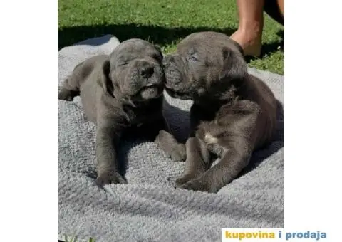 Cane Corso štenci - 3/9