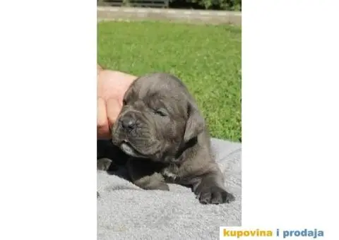 Cane Corso štenci - 4/9