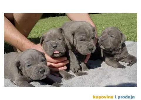 Cane Corso štenci - 5/9