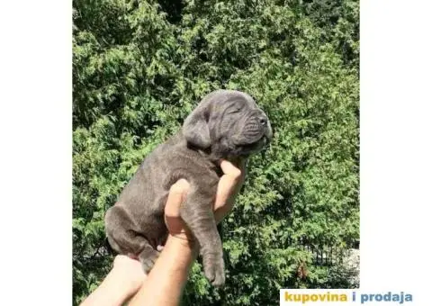 Cane Corso štenci - 6/9