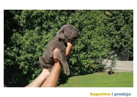 Cane Corso štenci - 7/9