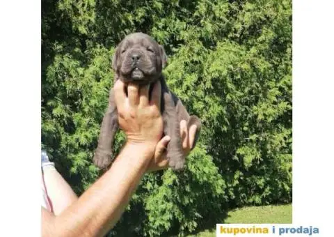 Cane Corso štenci - 8/9