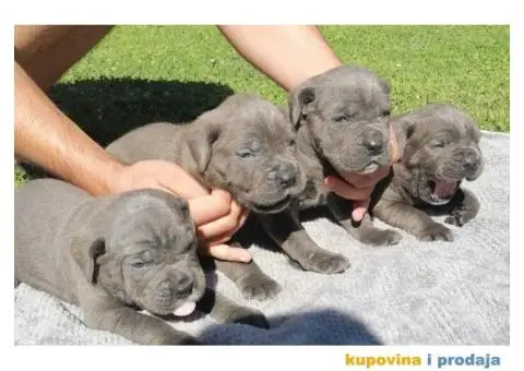 Cane Corso štenci - 9/9