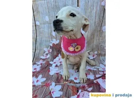 Stenci staforda - 1/15