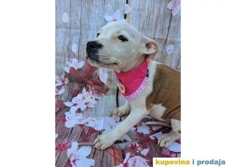 Stenci staforda - 2/15