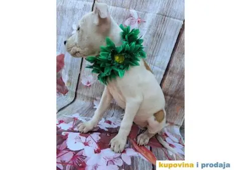 Stenci staforda - 3/15